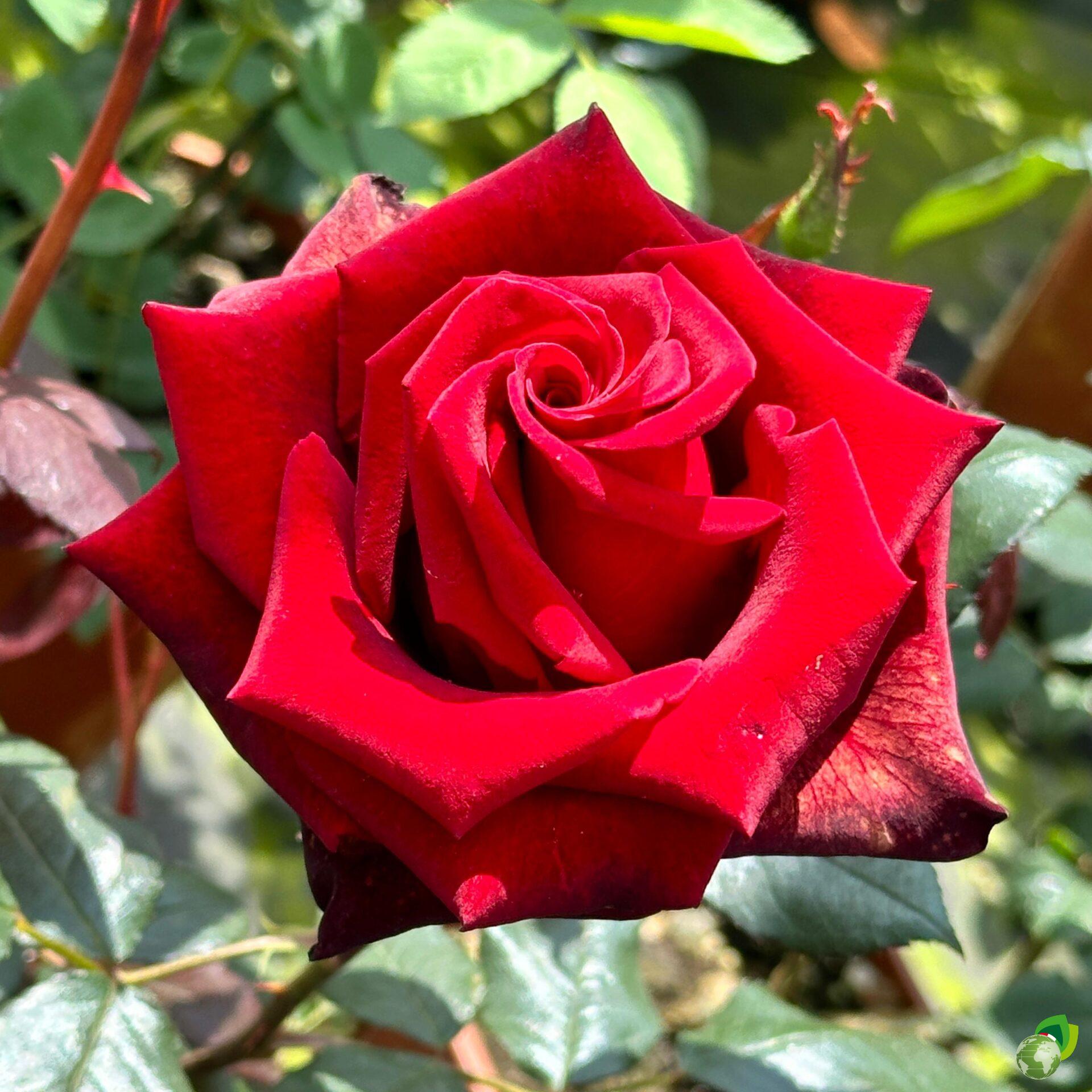 rosa-grandifiori-black-baccara