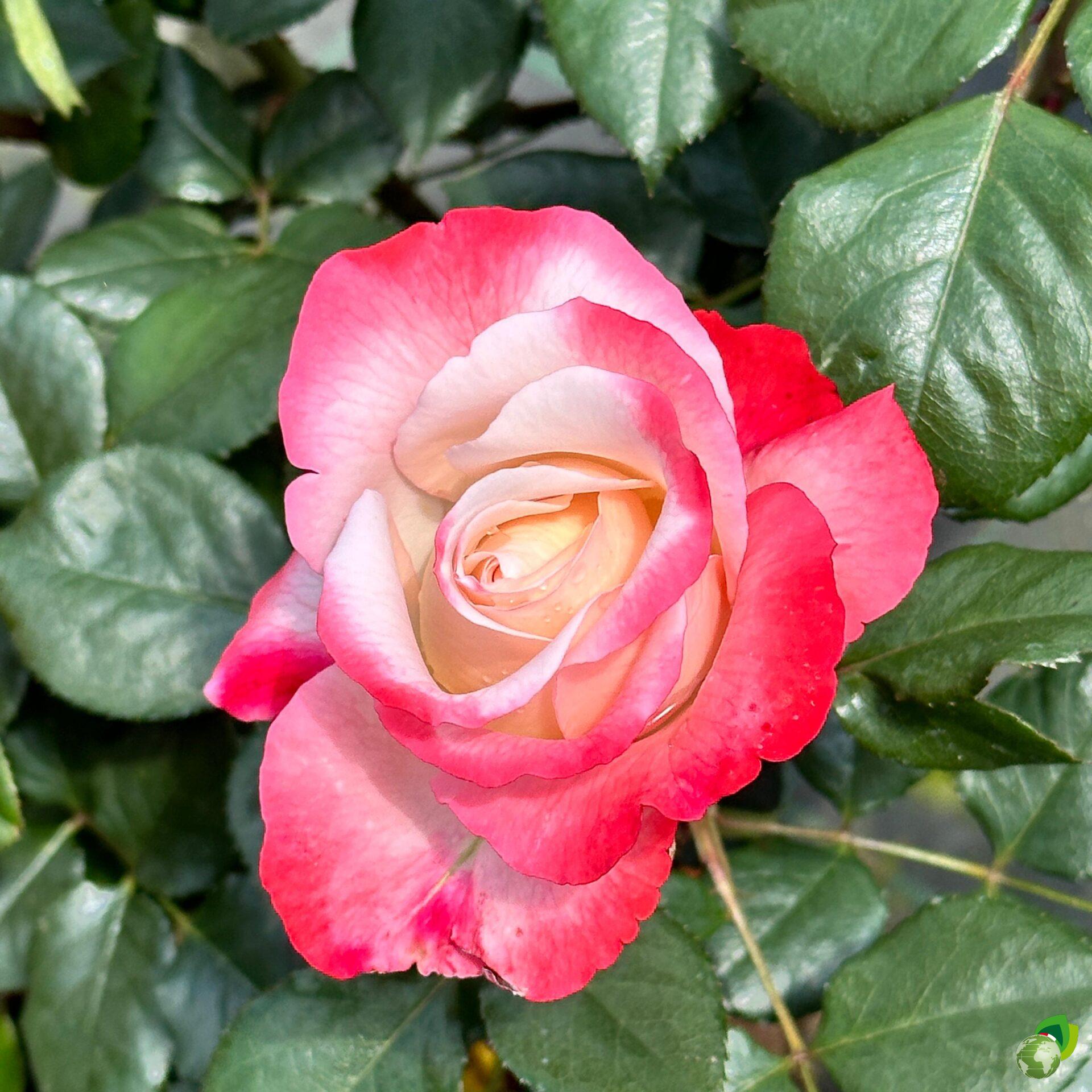 Rosa-grandi-fiori-nostalgie