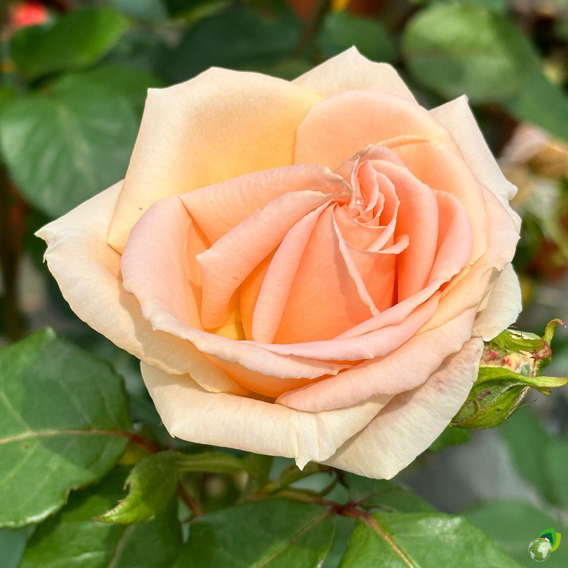 Rosa-grandi-fiori-osiana