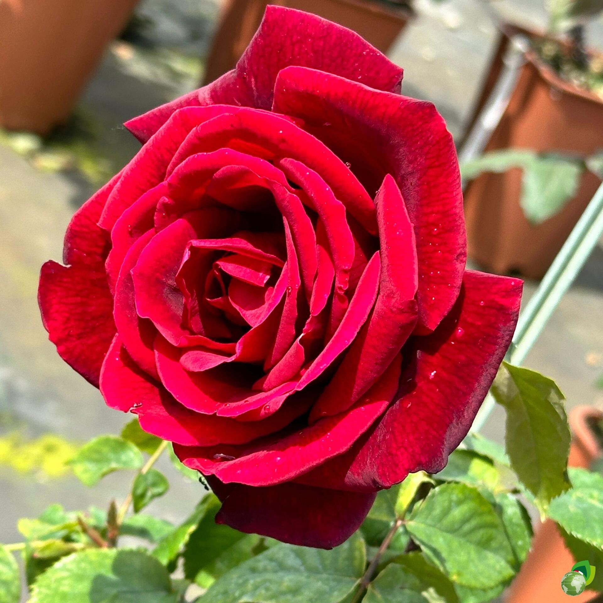 Rosa-grandi-fiori-papa-meilland
