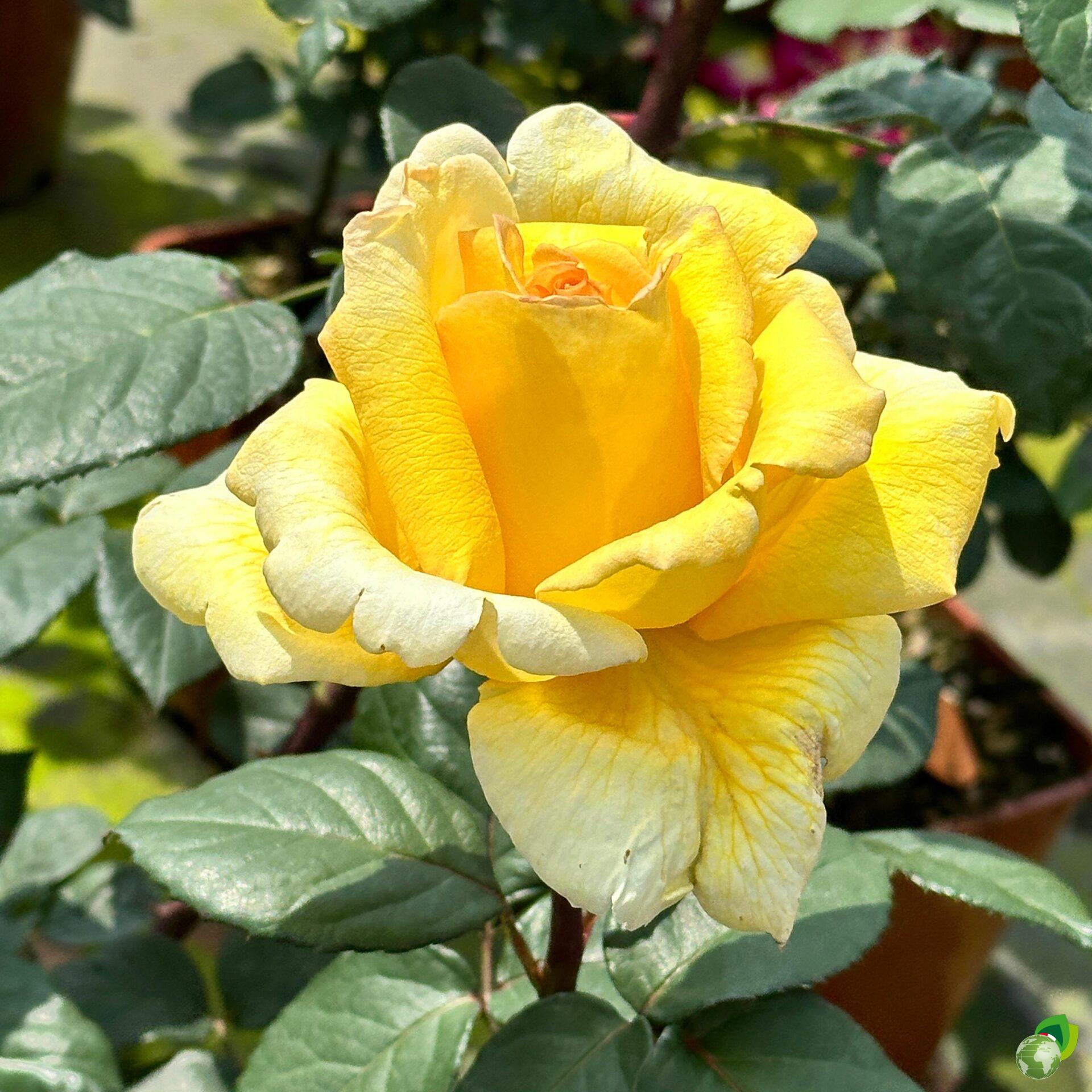 Rosa-grandi-fuori-nicolas-hulot